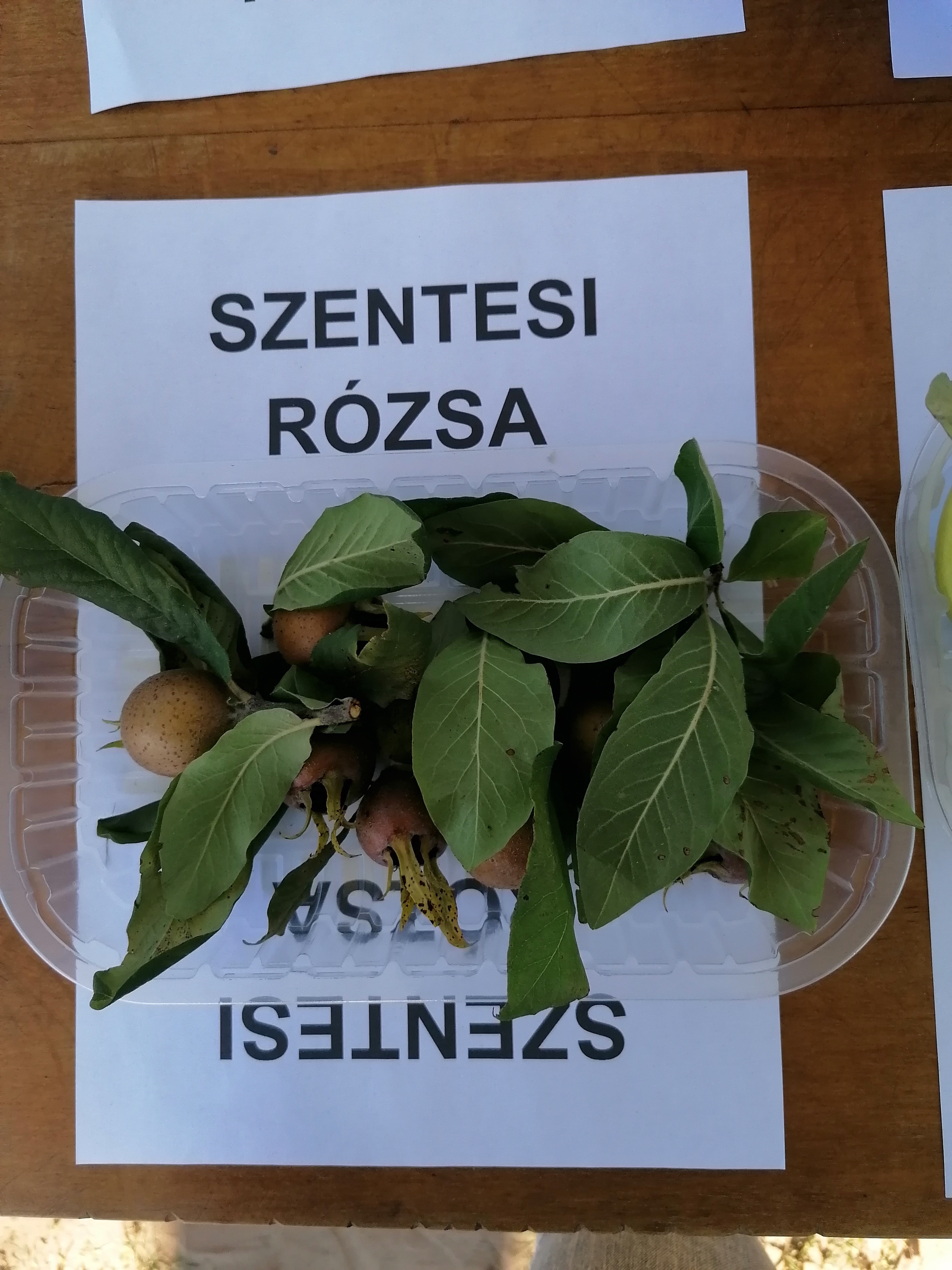 Szentesi rózsa naspolyafa